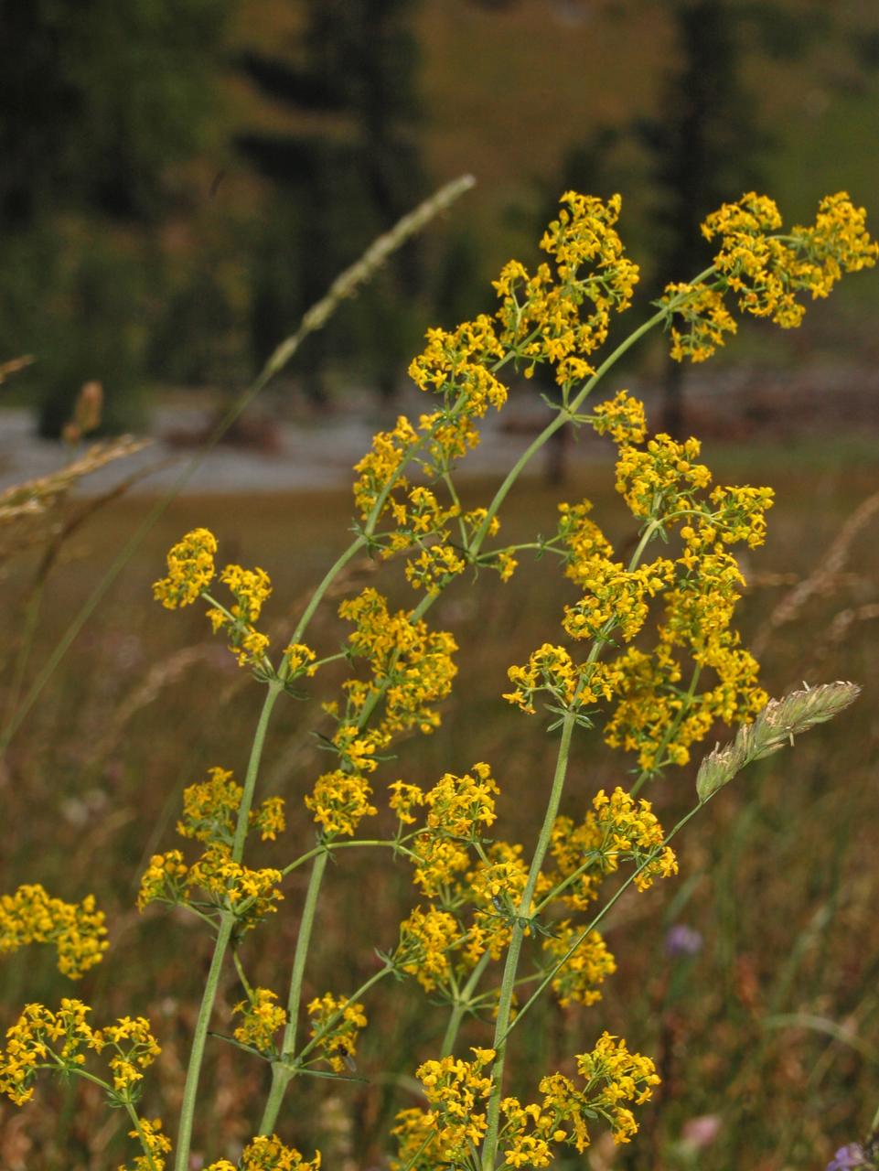 Dei fiori gialli in montagna - Galium verum